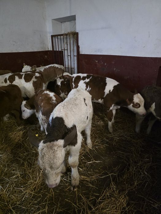 Witam sprzedam byczki jaloweczki
