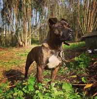 Bull Terrier - Animais - OLX Portugal