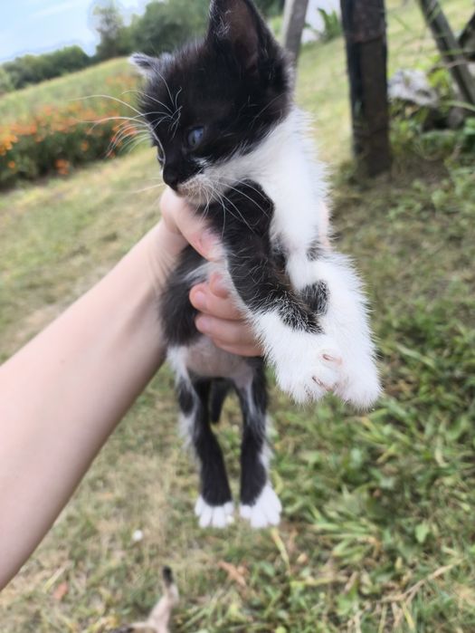 Котята девочки, 1.5 месяца