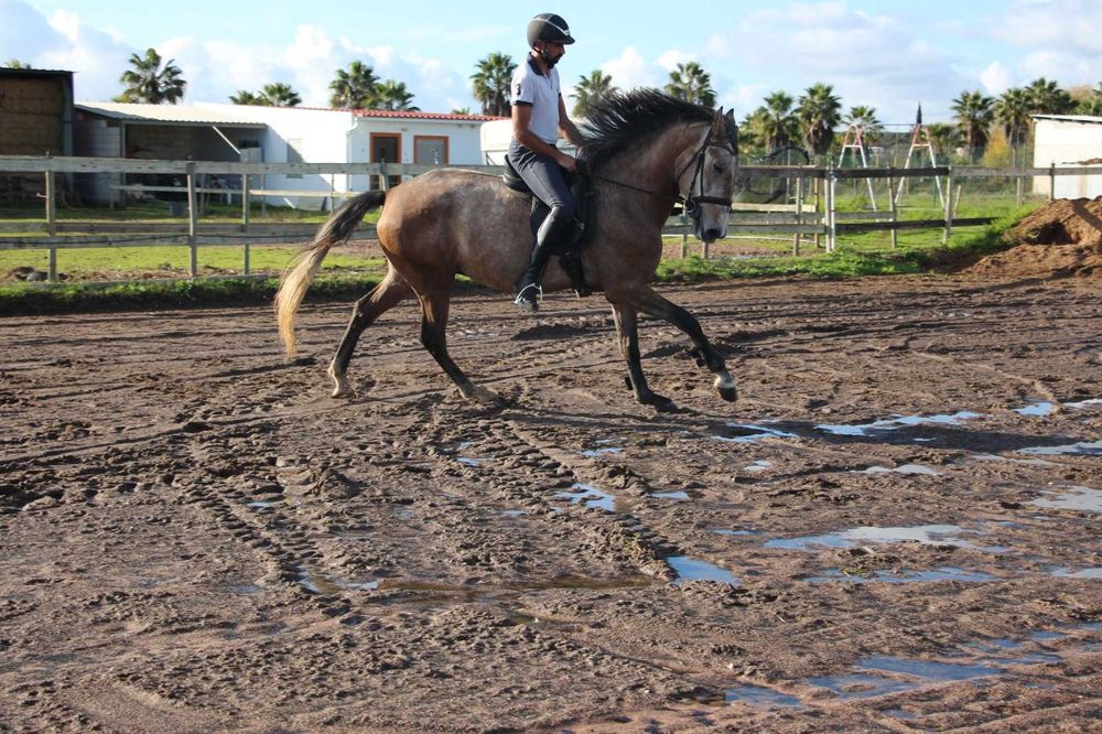 Lusitano puro, 4 anos, 1,71 m