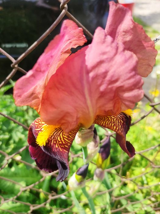 Іриси сортові, високі, різні кольори