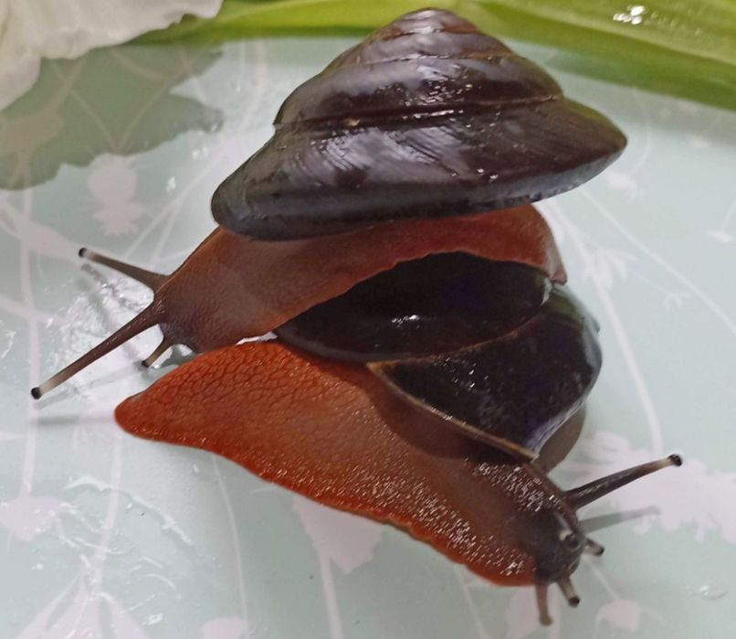 Ślimaki egzotyczne, Caracolus excellens. (Pleurodonte )