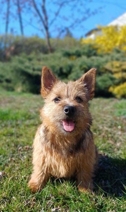 Norwich terrier, rodowód FCI