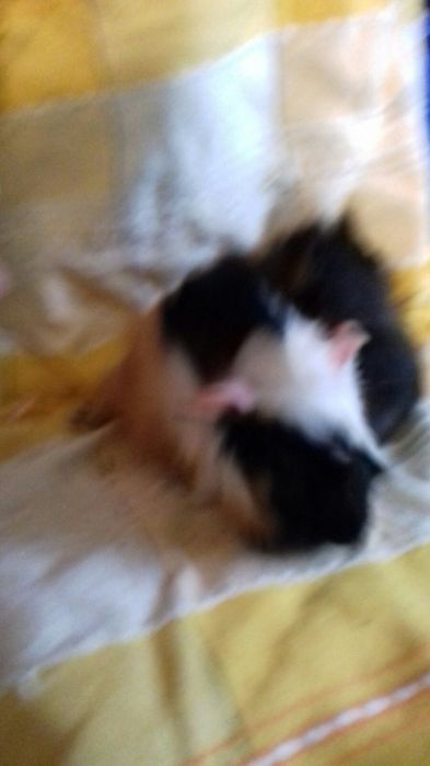 Малюки морські свинки