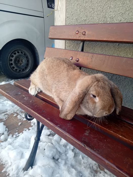 Baran  Francuski samica