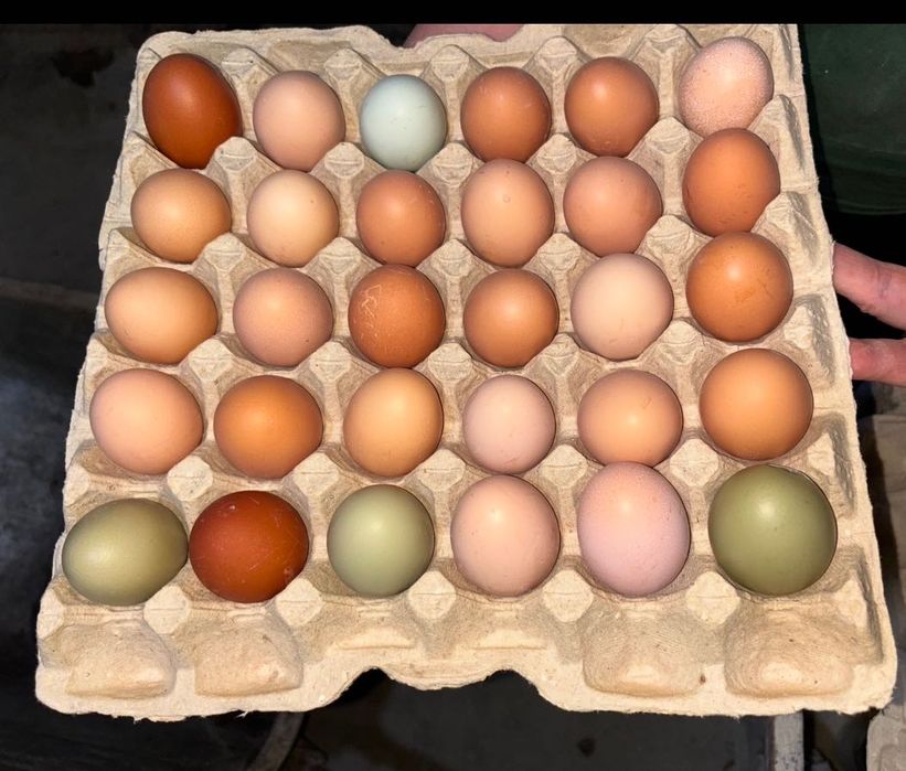 Кури несушки та яйця на продаж