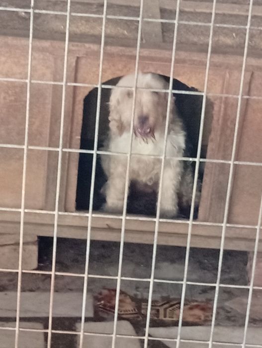 Cadela Cocker spaniel