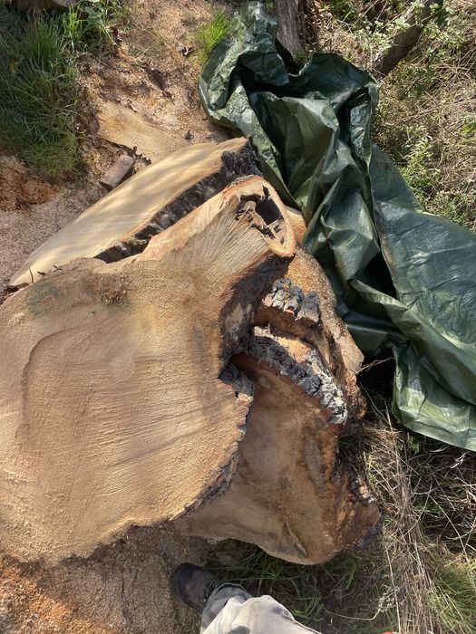 Plastry Dębowe 100cm