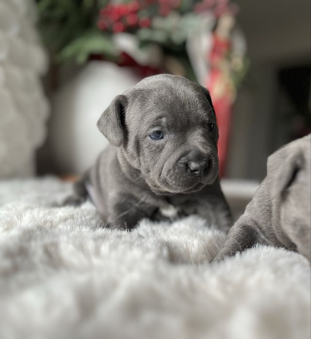 Staffordshire Bull Terrier Staffik