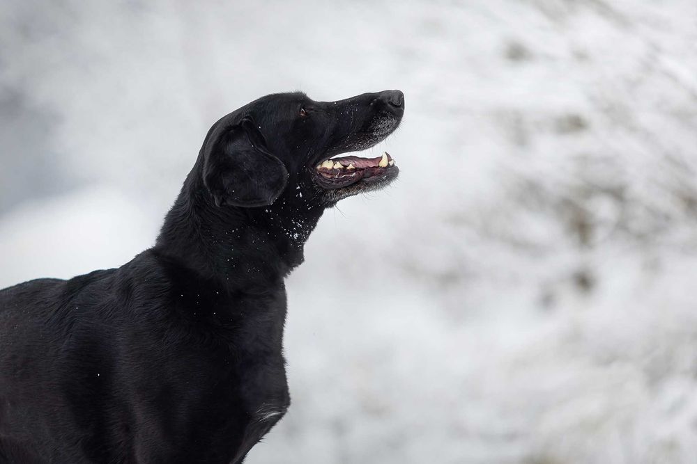 Ira do adopcji! Duża suczka szuka domu!
