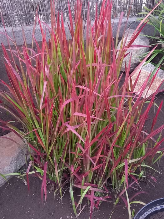 Imperata cylindryczna - Trawa Red Baron z własnej hodowli