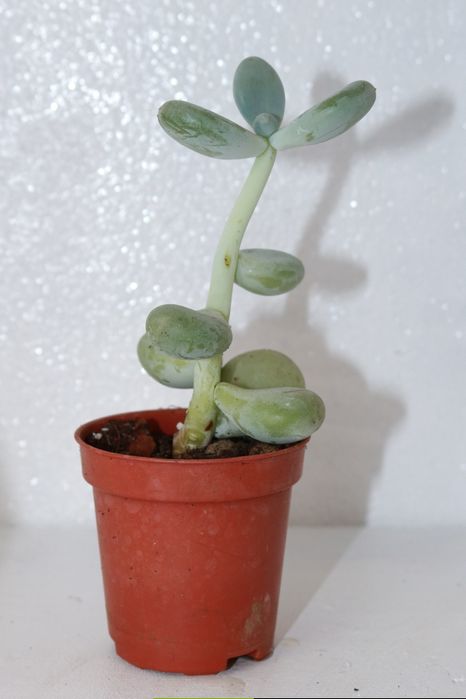 Vendo varias suculentas