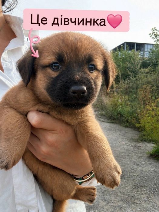 Цуценя шукають дім! Хлопчики та дівчатка