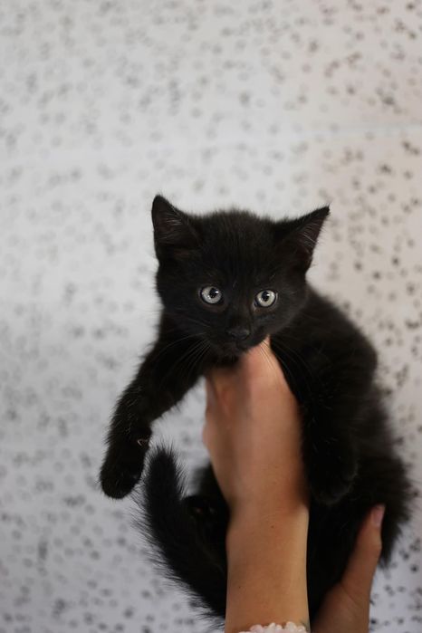 Do adopcji kocięta