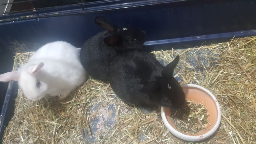 Vendo coelhos anões