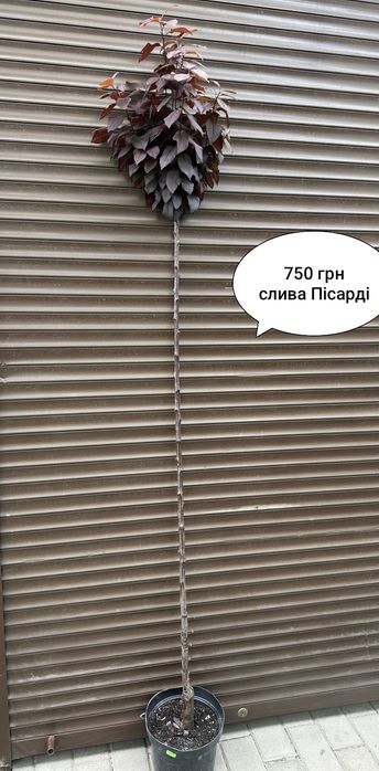 Ялівець на штамбі,модрина, штамбові дерева,береза, сакура, магнолія