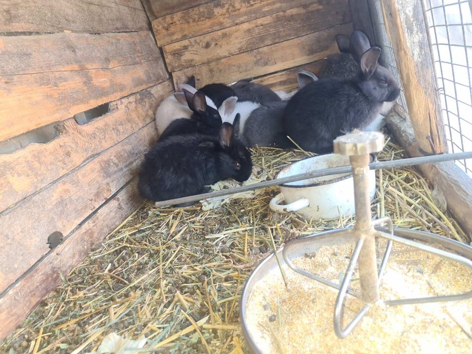 Продам кролі маленькі