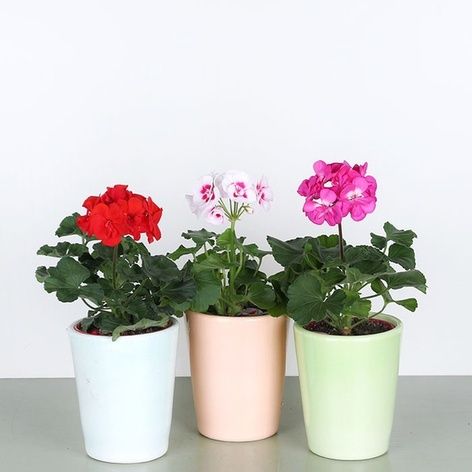 Прийму в дар,реанімацію,надлишок, омолодження