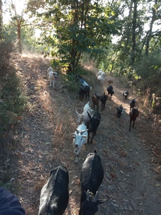 Cabras anas e micro