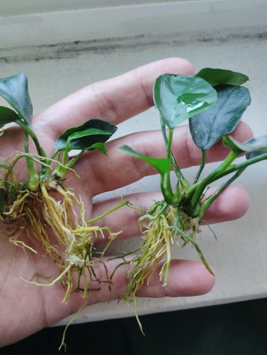 Plantas para aquários