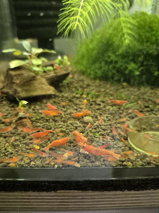 Krewetki Red Cherry