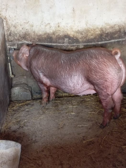 Ремсвинка породи дюрок.