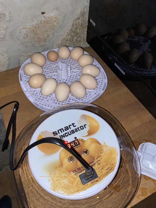 Chovadeira 12 ovos como nova