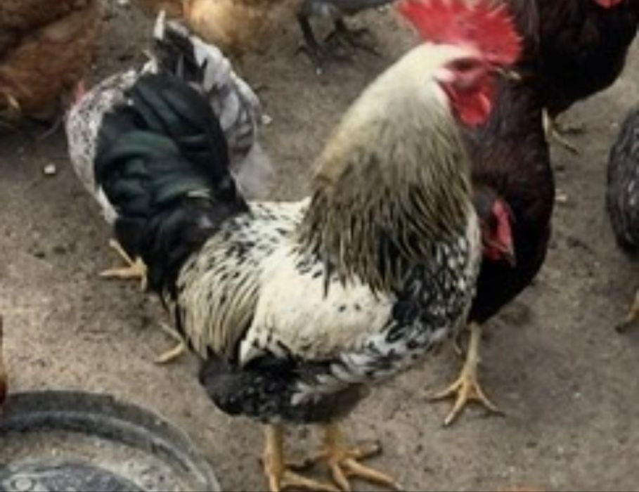 galos troco por duas poedeiras cada galo até sábado ou domingo