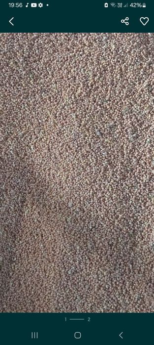 Sprzedam ładne proso.