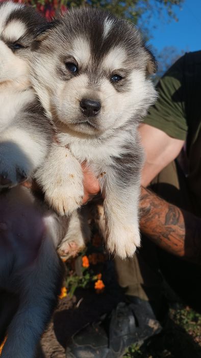 Хаскі сибірський!