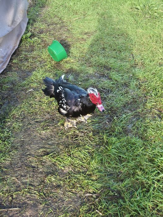 Tenho ainda à venda um pato-mudo macho