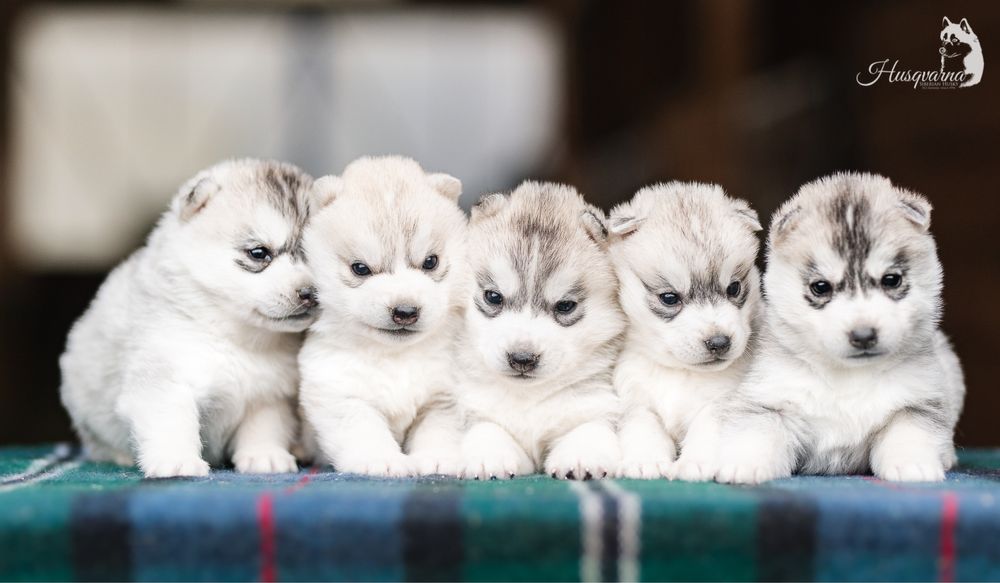 Piękny piesek Husky / hodowla FCI & ZKwP od 1994 roku