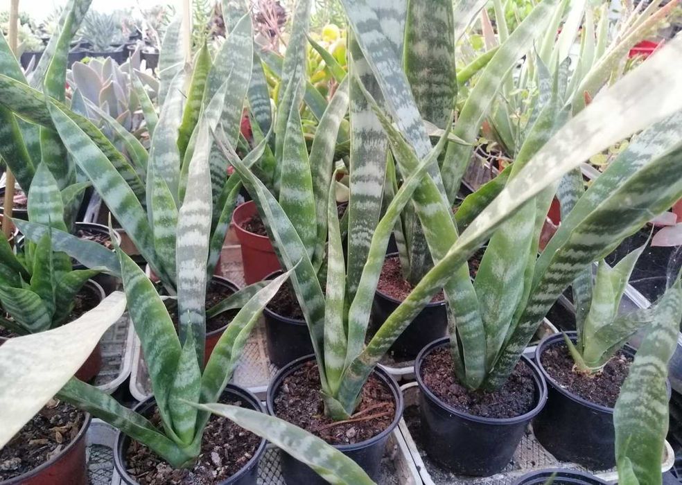 Espada de São Jorge - planta em vaso