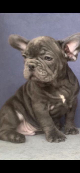 Хлопчик французький бульдог