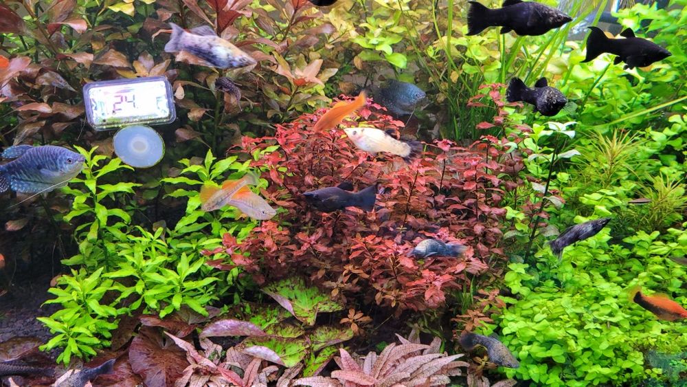 Sprzedam roślinki do akwarium wysyłka