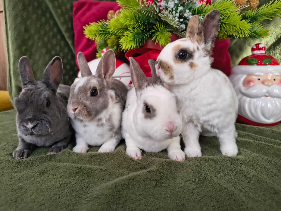 Karzełek rex samczyki i samiczka