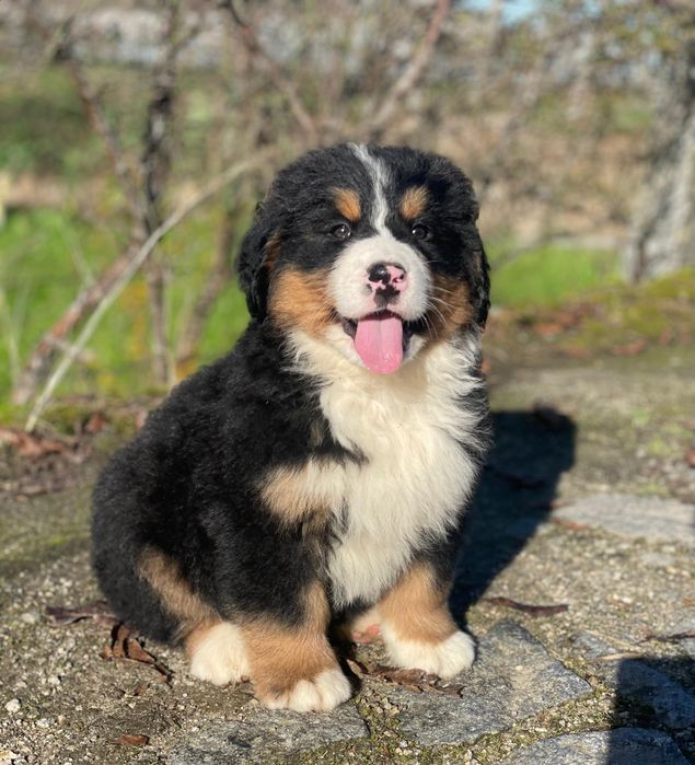 Boiadeiro de Berna | Bouvier Bernois