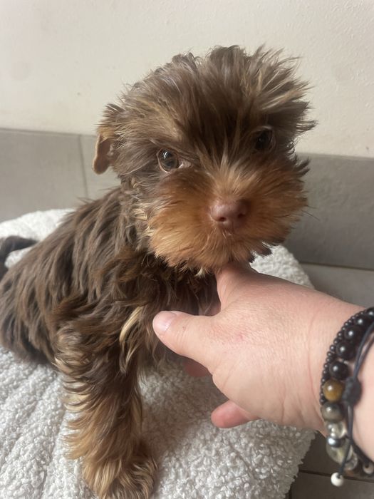 Elvis   Choco&tan  piesek Yorkshire Terrier