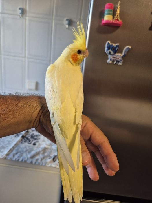 Caturras domesticados
