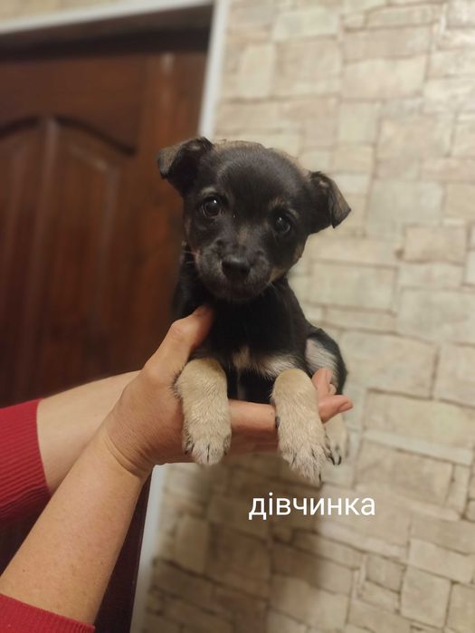 Цуценята маленькі