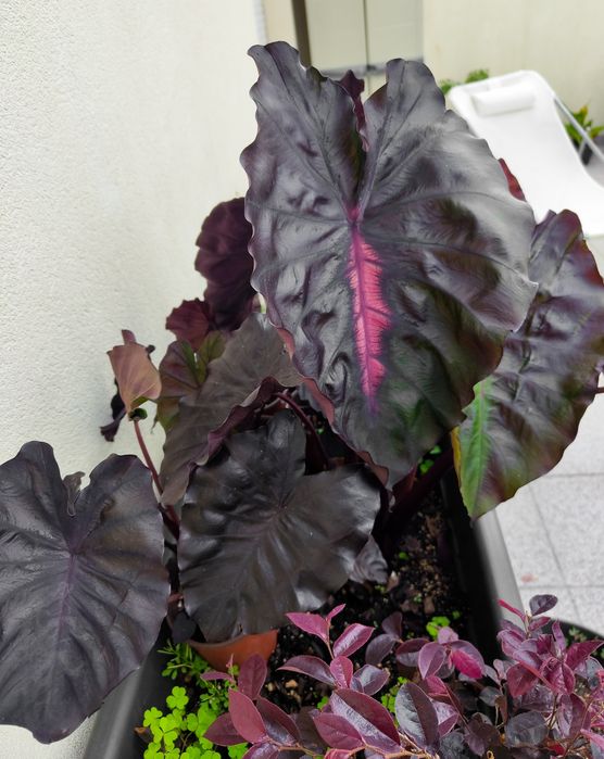 Colocasia Redemption64730137100674125