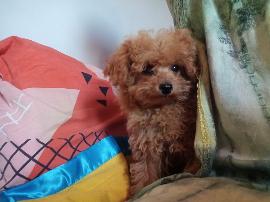 Maltipoo pieski.