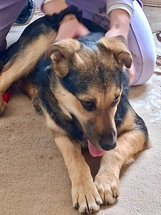 TYMONEK 6 mies szczeniak do adopcji uratowany w Bułgarii