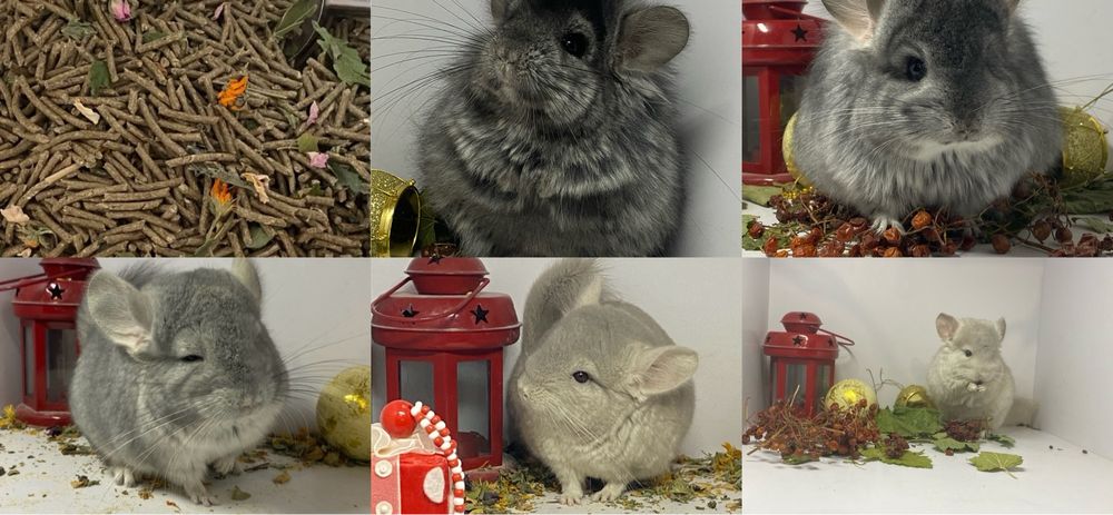 Корм для грызунов шиншилл