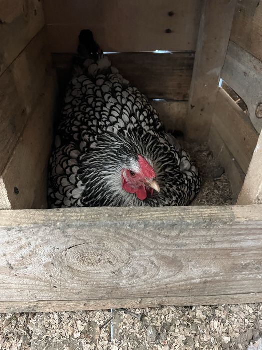 Інкубаційні яйця Віандот