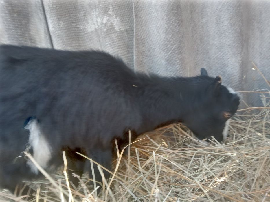 Козы и козлята Ламанча