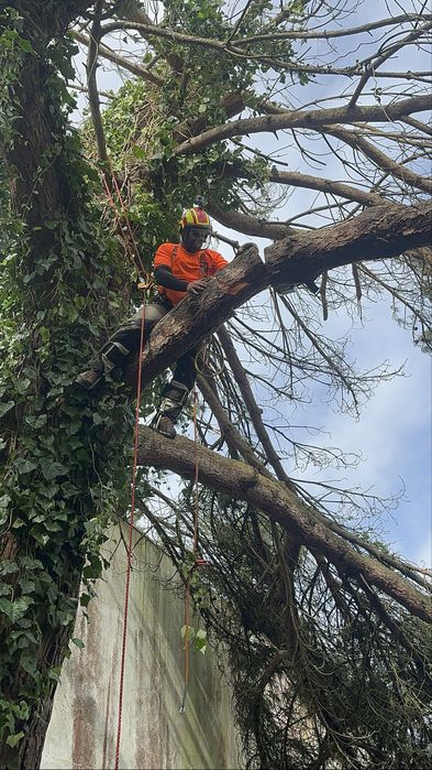 Corte de arvores dificeis / poda / abate