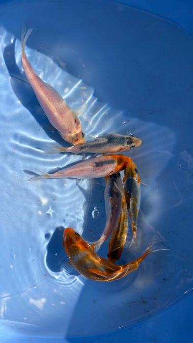 Carpas koi 10 a 12 cm