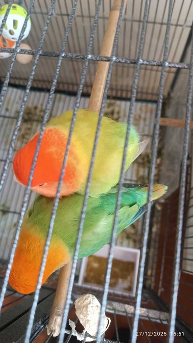 Agapórnis para cedencia