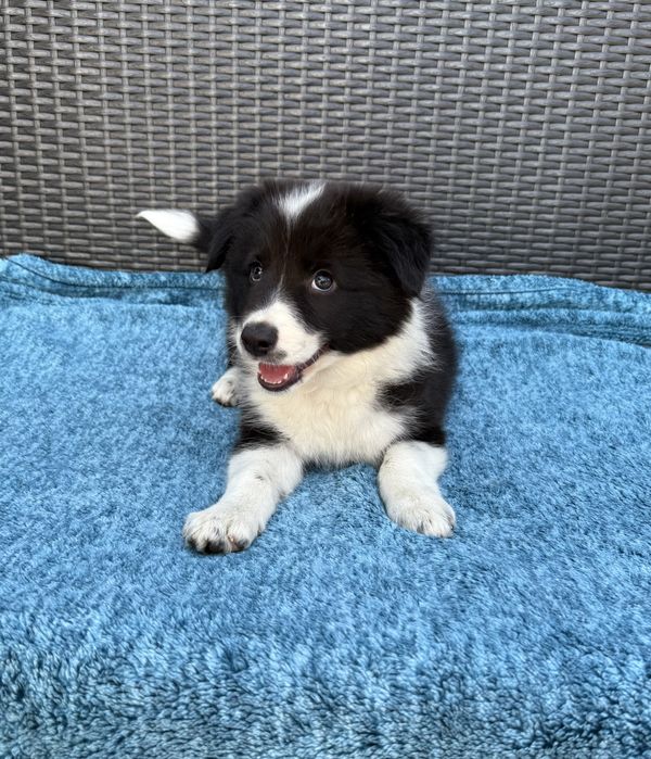 Border Collie przepiękna klasyczna sunia black & white Daisy